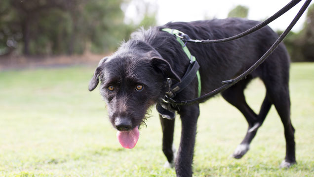 Picture of Lindsay the pooch out for a walk